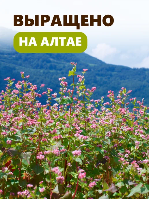 GRANDNATURA Гречка ядрица 1 кг в банке для хранения, 1 кг, фото 2