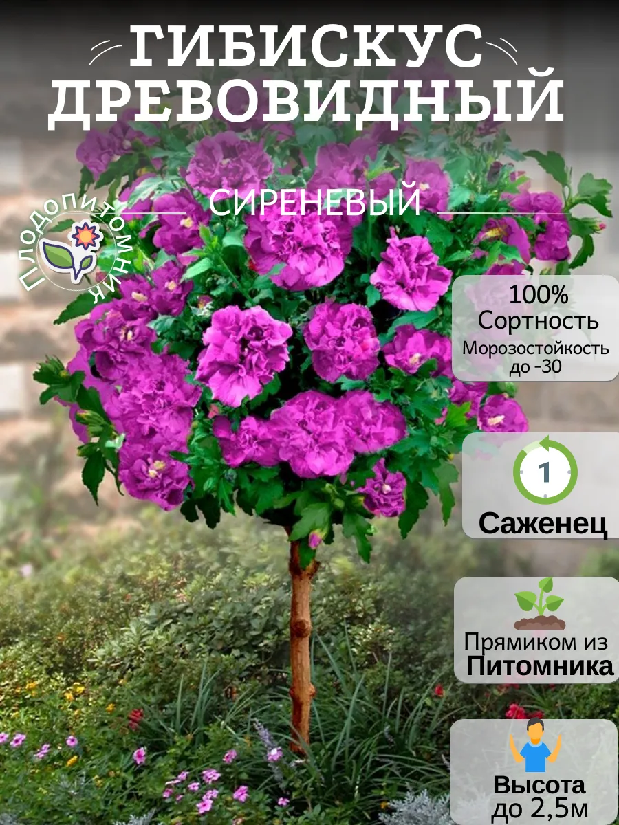Гибискус Древовидный Сиреневый