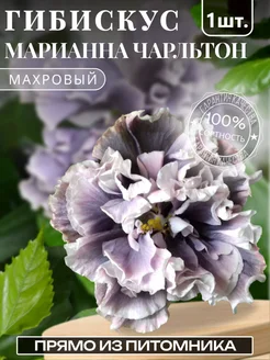Гибискус саженец садовый Марианна Чарльтон Крымский сад 279667801 купить за 693 ₽ в интернет-магазине Wildberries