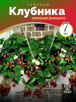 Клубника Ампельная Вьющаяся для подоконника 7шт Питомник саженцев Зеленый Сад 280054518 купить за 271 ₽ в интернет-магазине Wildberries