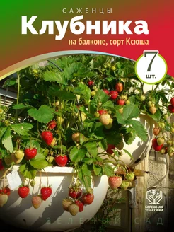 Клубника Ксюша для выращивания на подоконнике7шт Питомник саженцев Зеленый Сад 280054519 купить за 271 ₽ в интернет-магазине Wildberries