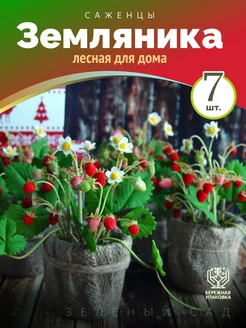 Земляника лесная для дома 7шт Питомник саженцев Зеленый Сад 280054521 купить за 271 ₽ в интернет-магазине Wildberries