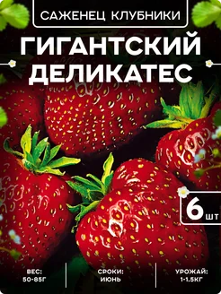 Саженцы клубники рассада Гигантский Деликатес 280636497 купить за 289 ₽ в интернет-магазине Wildberries