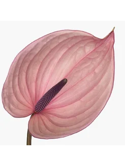 Антуриум Белланка Anthurium Bellanca семена 280656003 купить за 388 ₽ в интернет-магазине Wildberries