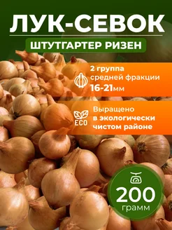 Лук Севок Була 280679709 купить за 9 000 ₽ в интернет-магазине Wildberries