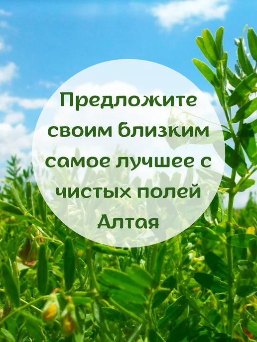 Экопродукты Алтая Чечевица зеленая Алтайская 5 кг для проращивания, 5 кг, фото 2