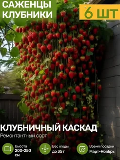 Саженцы Клубники Рассада Посадика 280962637 купить за 332 ₽ в интернет-магазине Wildberries