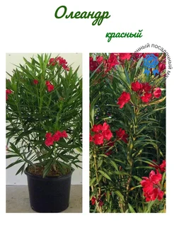 Олеандр красный 280996224 купить за 423 ₽ в интернет-магазине Wildberries