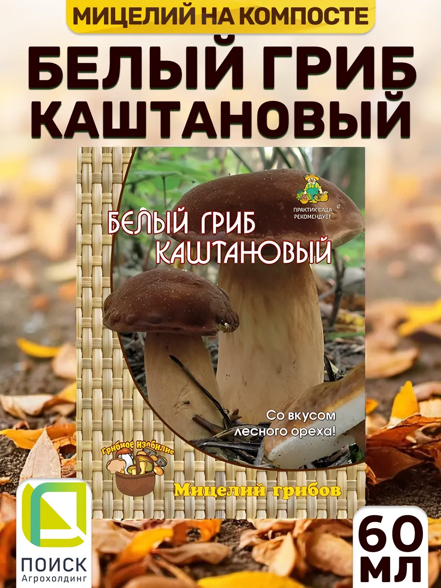 Грибы Каштановый для выращивания