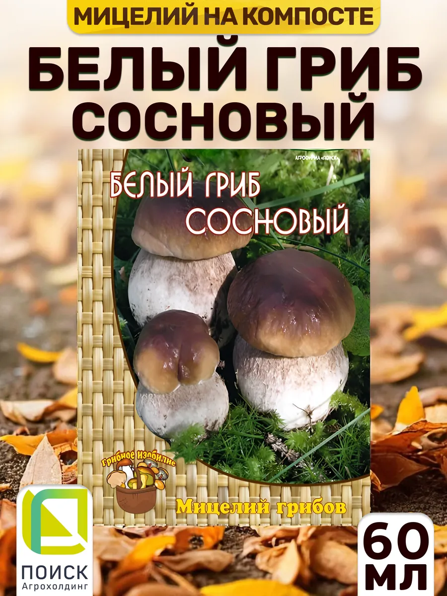 Грибы белый сосновый для выращивания