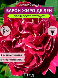 Роза Флорибунда Барон Жиро де Лен саженец Питомник Растений: Цветущий сад 281143813 купить за 537 ₽ в интернет-магазине Wildberries