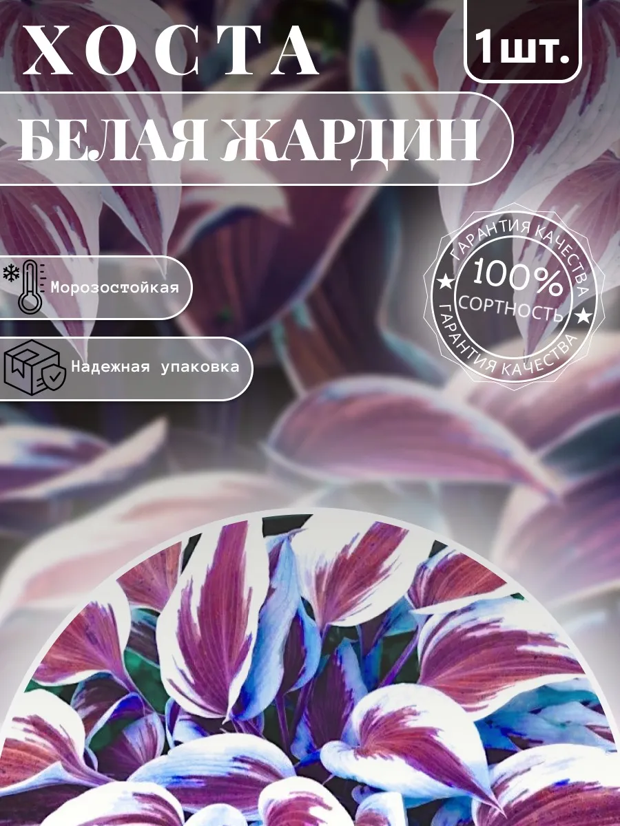 Хоста саженцы Белая Жардин