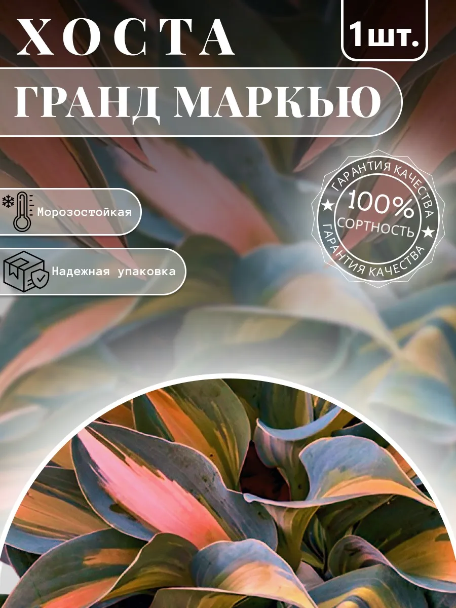 Хоста Саженцы Гранд Маркью