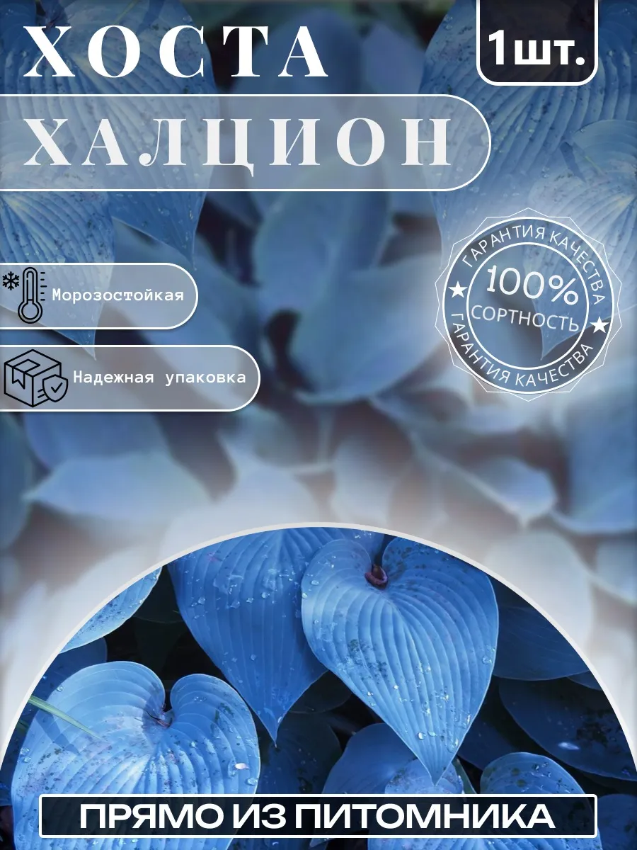 Хоста саженцы Халцион