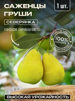 Груша колонновидная саженец Северянка Крымский Сад 281186512 купить за 324 ₽ в интернет-магазине Wildberries