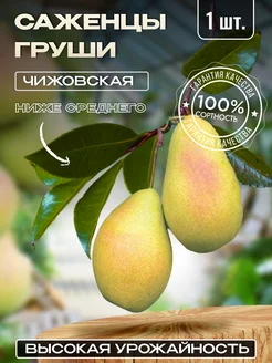 Груша саженец Чижовская Крымский Сад 281186513 купить за 306 ₽ в интернет-магазине Wildberries