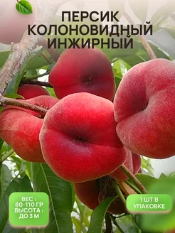 Саженцы Персика Колоновидного Инжирный Время Сажать 281313360 купить за 427 ₽ в интернет-магазине Wildberries