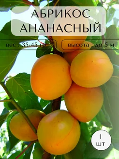Саженцы Абрикоса Время Сажать 281318239 купить за 418 ₽ в интернет-магазине Wildberries