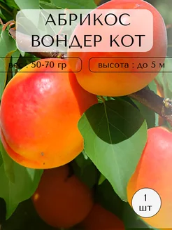 Саженцы Абрикоса Время Сажать 281318240 купить за 440 ₽ в интернет-магазине Wildberries