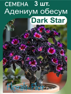 Семена Адениум обесум Dark Star Florali-Flor 281323666 купить за 283 ₽ в интернет-магазине Wildberries