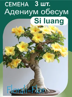 Семена Адениум обесум Si luang Florali-Flor 281367658 купить за 267 ₽ в интернет-магазине Wildberries