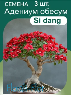 Семена Адениум обесум Si dang Florali-Flor 281381361 купить за 267 ₽ в интернет-магазине Wildberries