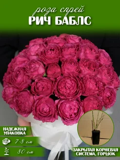 Саженец розы рич баблс Vash_sad 281398203 купить за 494 ₽ в интернет-магазине Wildberries