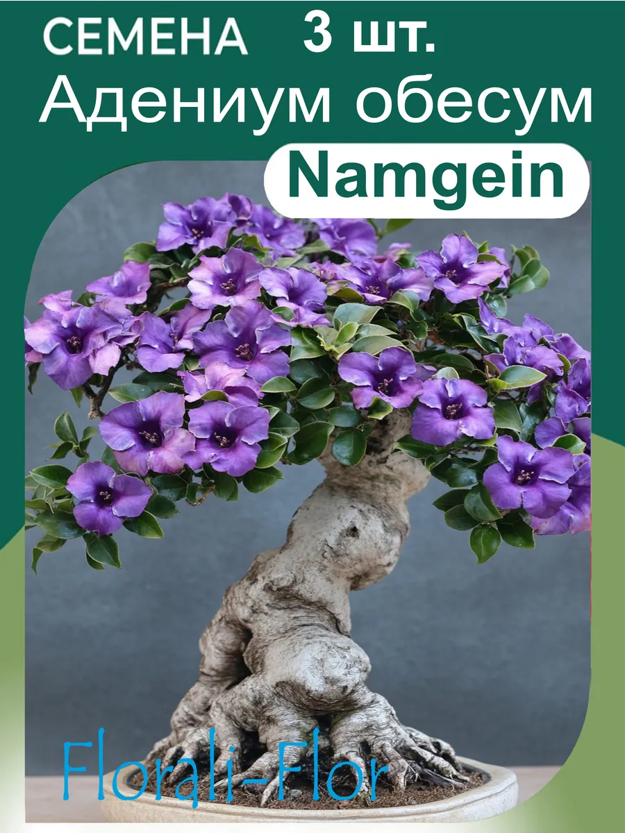 Семена Адениум обесум Namgein