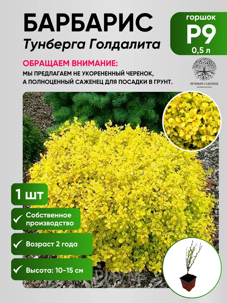 Барбарис Тунберга Голдалита