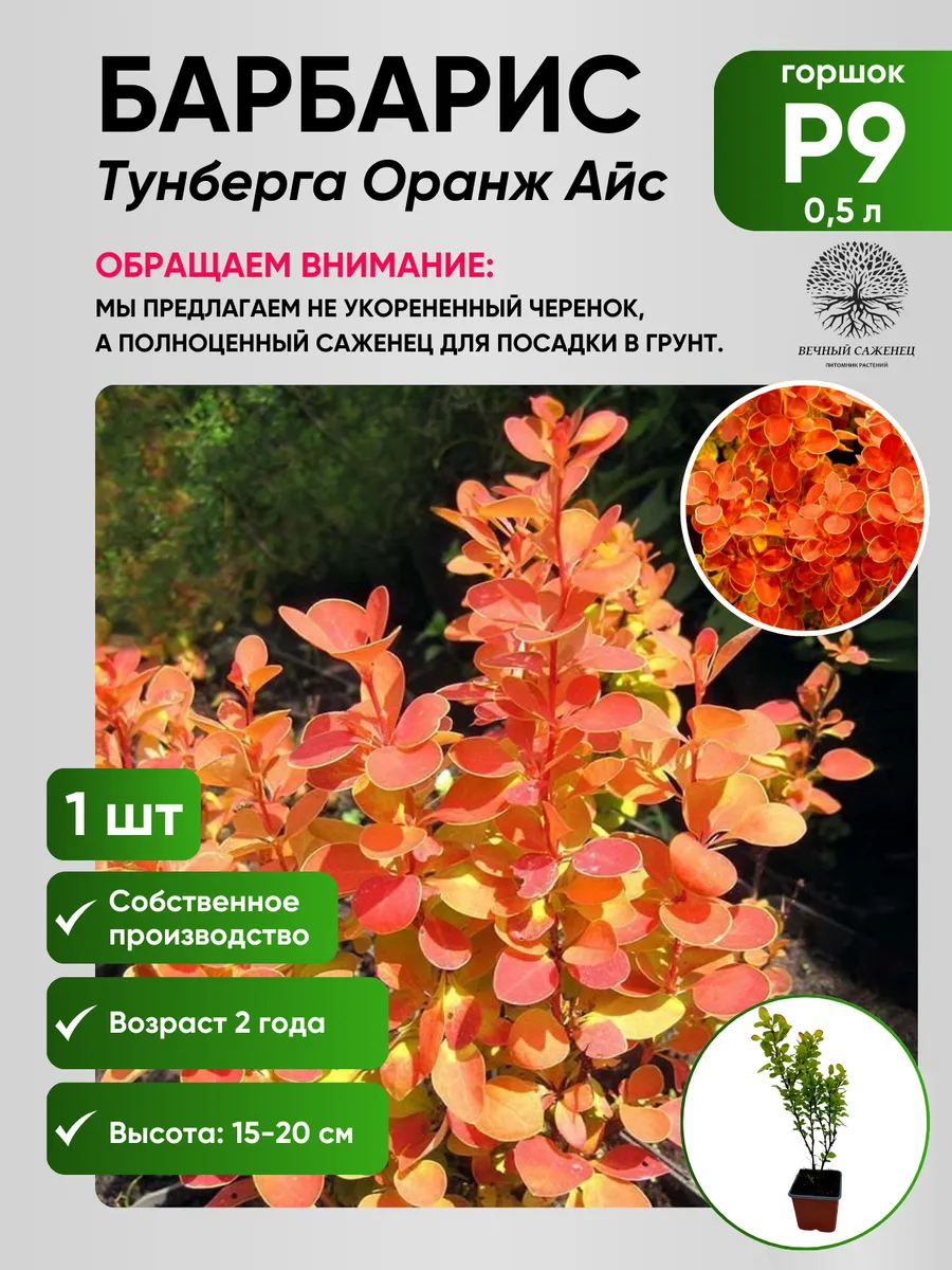 Барбарис тунберга Оранж...