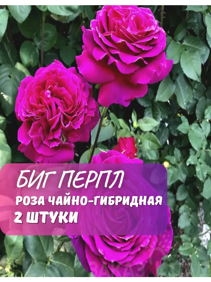 Роза чайно-гибридная Биг...